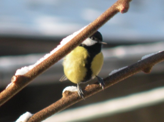 dalla finestra di casa...